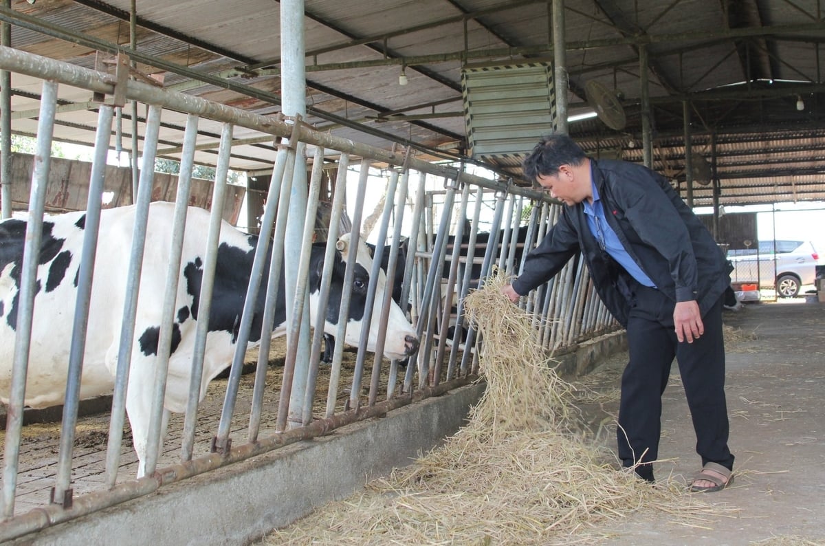 Dairy farmers in Lam Dong are actively restocking their herds after receiving compensation and support from Navetco JSC. Photo: PC.