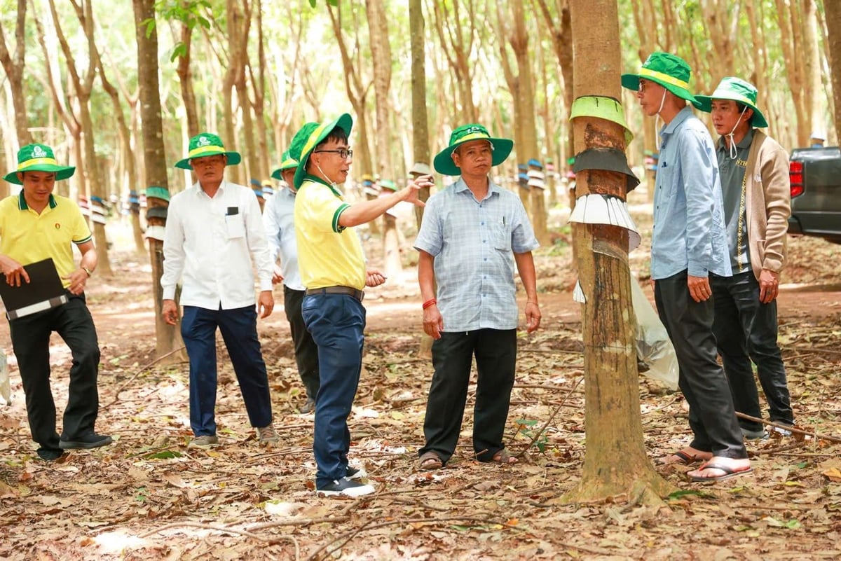 Sản phẩm Phân bón Cà Mau rất phù hợp với thổ nhưỡng, cây trồng tại Campuchia nên được người dân đất nước Chùa Tháp rất ưa chuộng. Ảnh: minh họa.