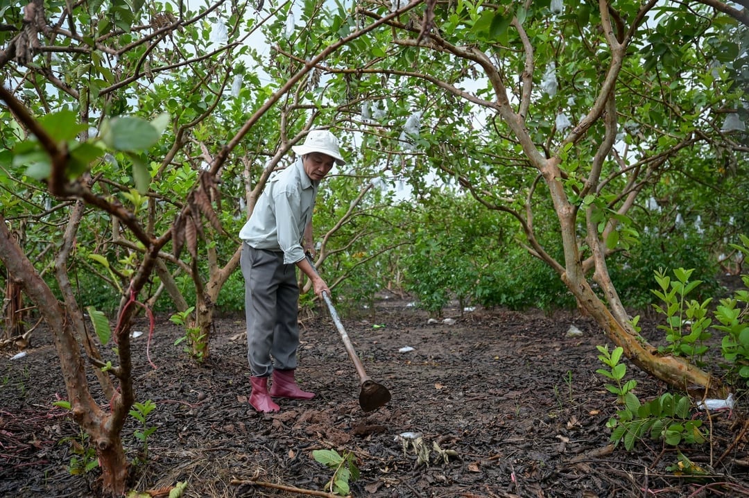 Phó Giám đốc Trung tâm Khuyến nông Hải Dương Nguyễn Phú Thụy trực tiếp hướng dẫn người dân phục hồi cây ổi sau bão Yagi. Ảnh: Bảo Thắng.