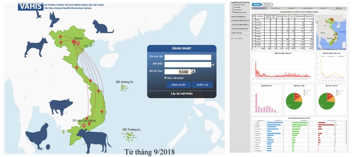 Application of Vietnam Animal Health Information System (VAHIS) in animal disease management. Photo: KC.