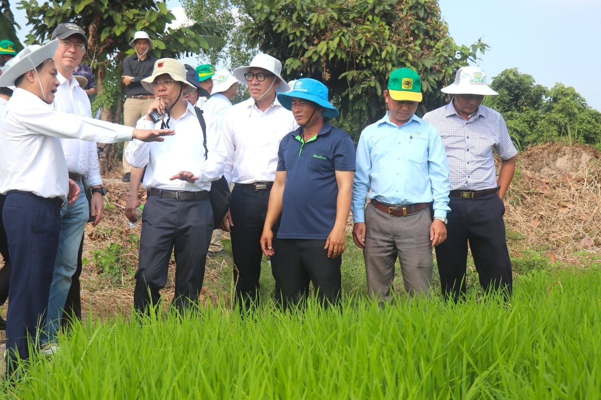 Mr. Nguyen Ngoc He - Vice Chairman of Can Tho City People's Committee (left cover) introduces the emission reduction rice farming model at New Green Farm Cooperative (Thot Not District). Photo: Kim Anh.