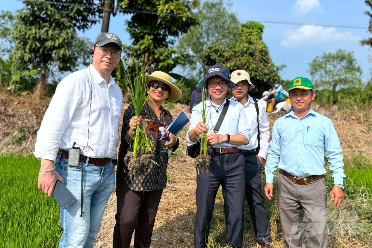 To speed up the signing of the agreement with TCAF and prepare the project proposal, the World Bank will work with the Ministry of Agriculture and Environment and the provinces and cities participating in the One Million Hectare High-Quality Rice Project from March 17-25. Photo: Kim Anh.