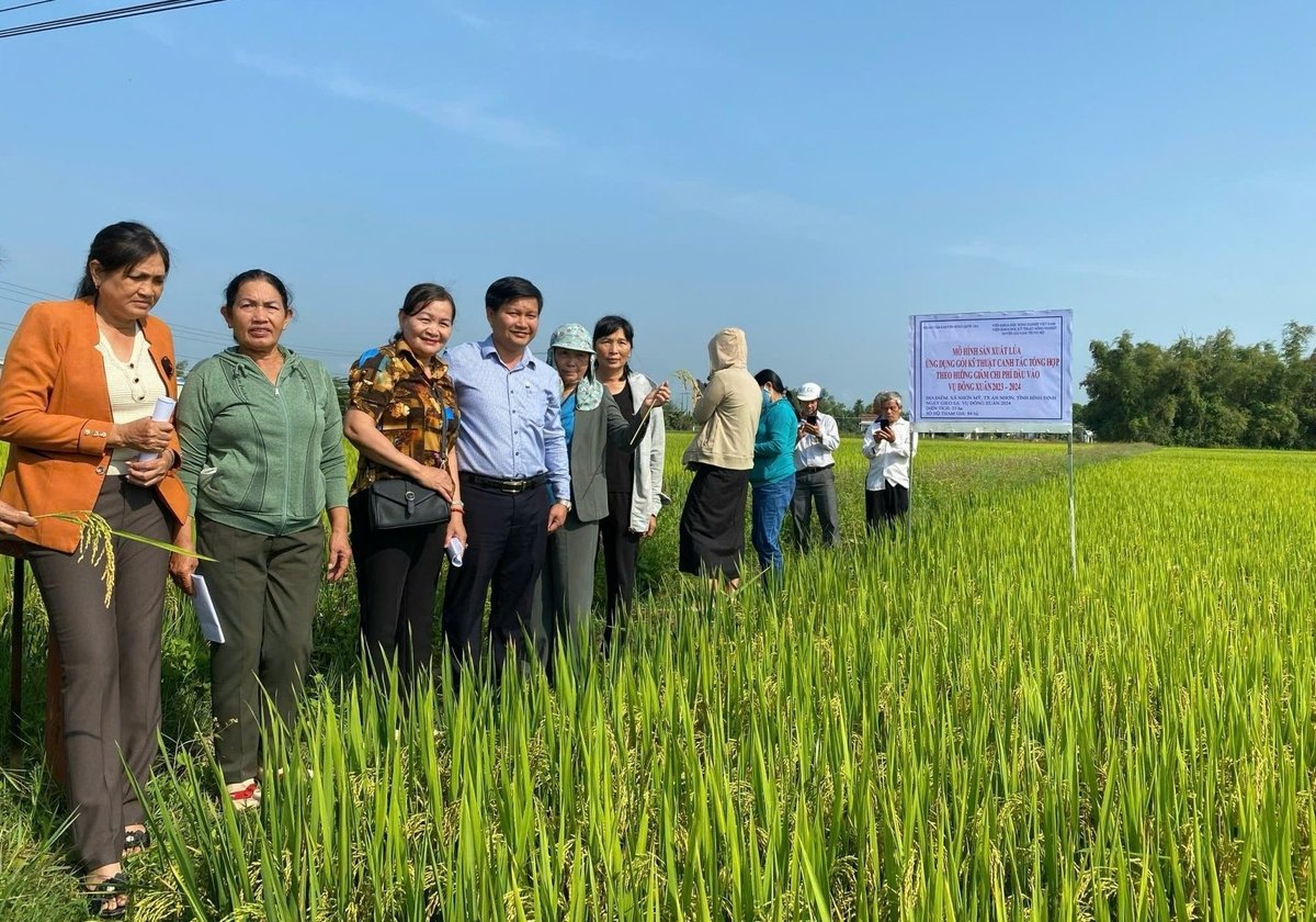 Tham quan mô hình sản xuất lúa ứng dụng gói canh tác tổng hợp giảm chi phí đầu vào vụ hè thu 2024 tại xã Nhơn Mỹ (thị xã An Nhơn, Bình Định). Ảnh: V.Đ.T.