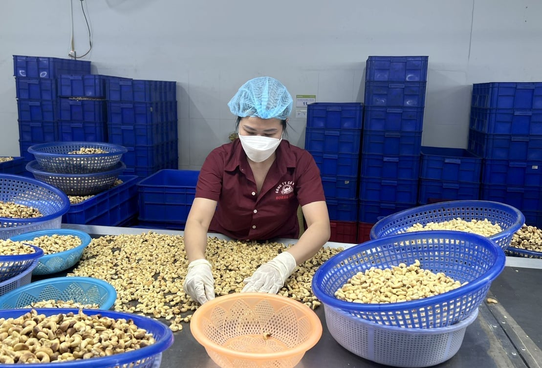 Processing cashew nuts at Hoang Son 1 Joint Stock Company, Binh Phuoc. Photo: Son Trang.