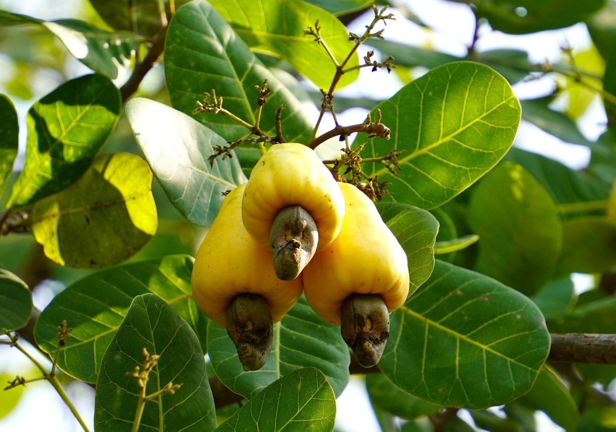 Vietnam's cashew crop is proceeding normally. Photo: Son Trang.