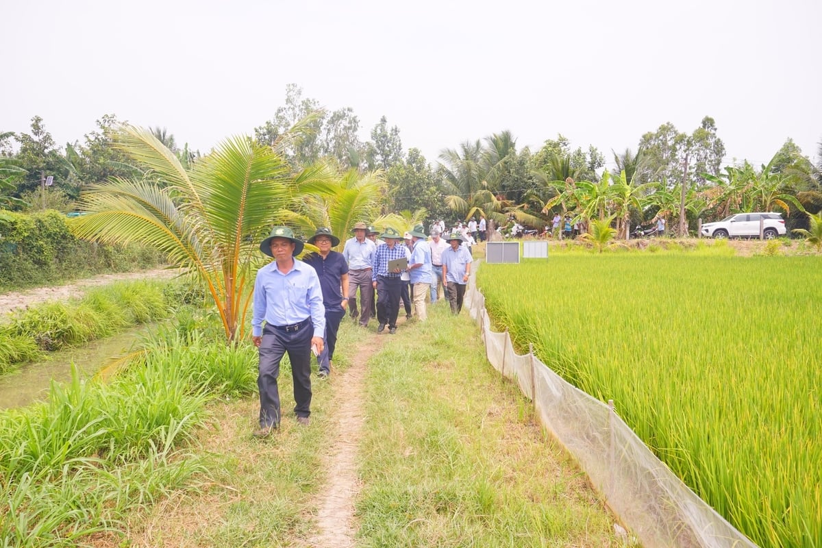 Đường vào HTX Phước Hảo hiện là nền đất, khó khăn trong việc vận chuyển lúa ra khỏi ruộng. Ảnh: Hồ Thảo.