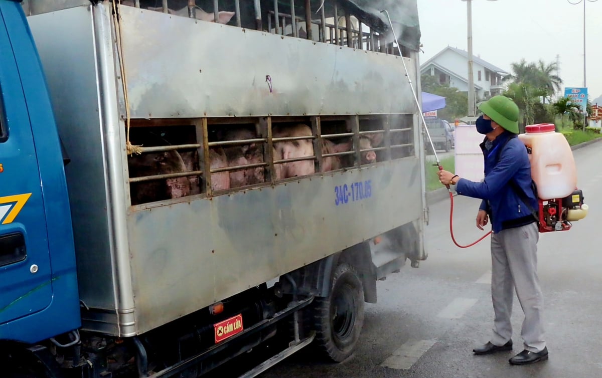 Cán bộ thú y phun khử trùng phòng, chống dịch tả lợn Châu Phi tại chốt kiểm soát Cầu Vàng (Quốc lộ 18A), tỉnh Quảng Ninh. Ảnh: Vũ Cường. 