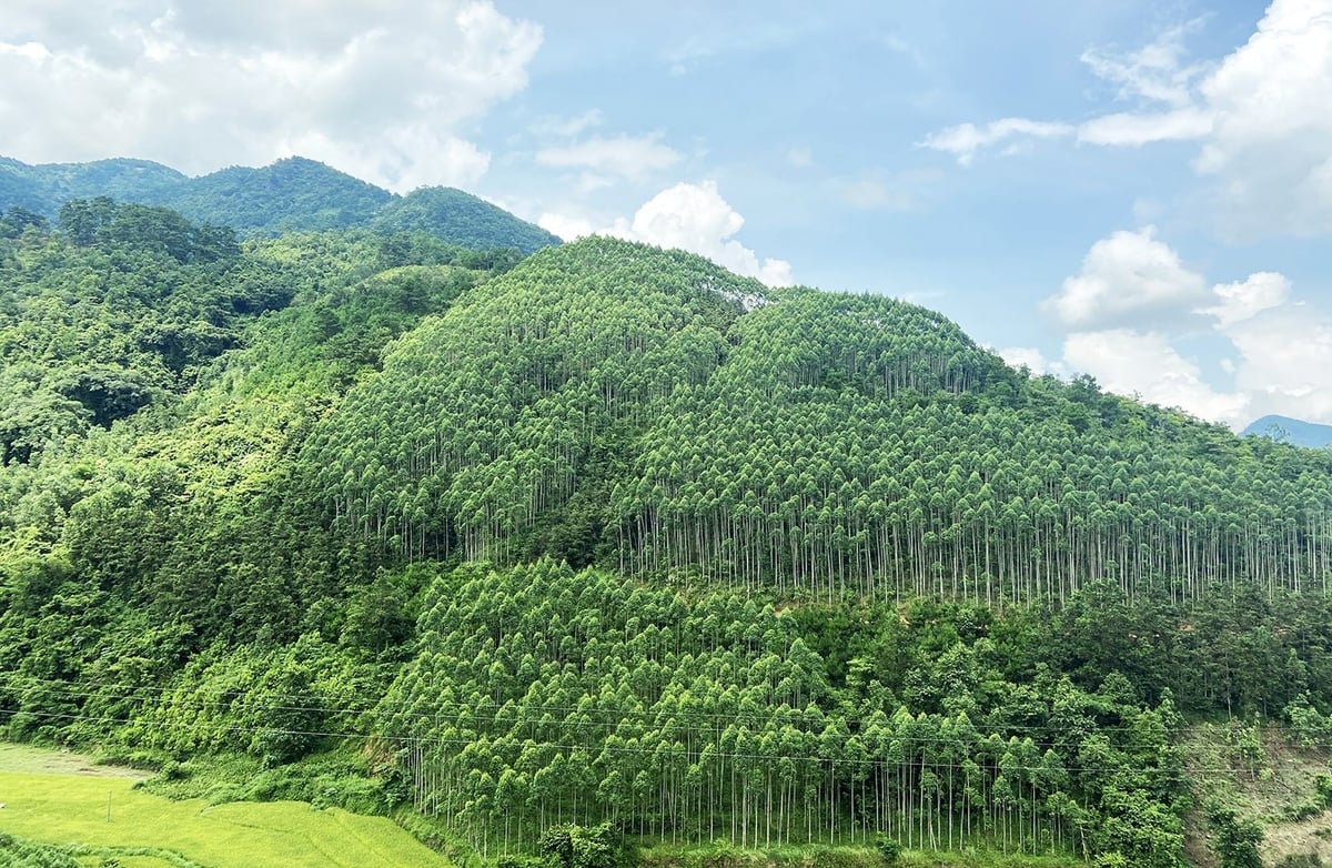 Nhà nước khuyến khích phát triển các mô hình kinh tế lâm nghiệp bền vững như trồng rừng, quản lý rừng sản xuất và phát triển các sản phẩm từ rừng.