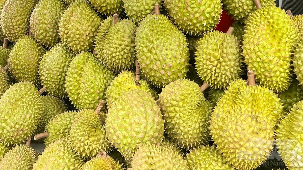 Durian is one of the high-value export products. Photo: Nguyen Thuy.