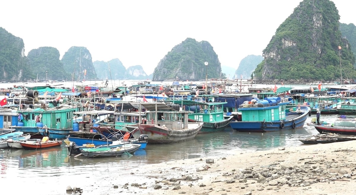 Quang Ninh has over 6,200 fishing vessels, of which small vessels with coastal exploitation account for over 88%. Photo: Nguyen Thanh.