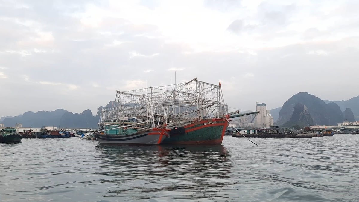 The number of fishing vessels with a length of over 15 m in Quang Ninh is still modest. Photo: Nguyen Thanh.