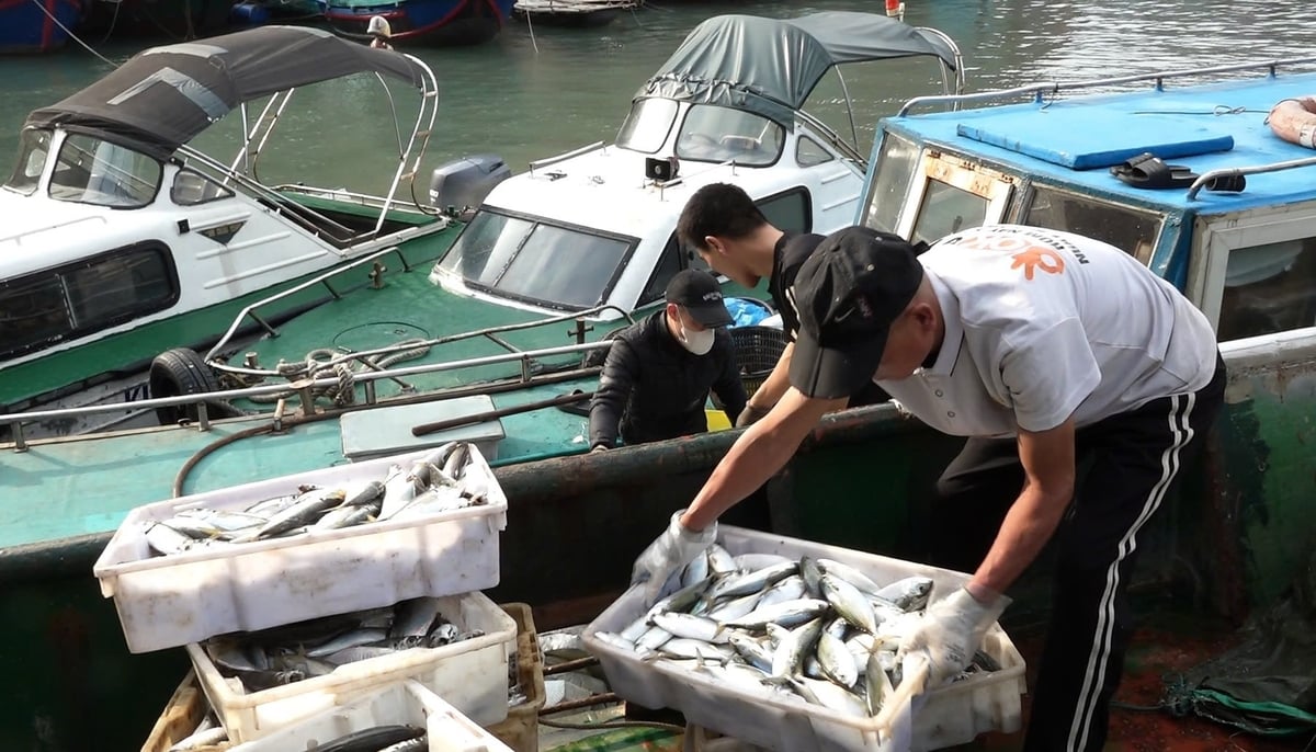 Quang Ninh fishermen harvest fish batches at the beginning of the year. Photo: Nguyen Thanh.