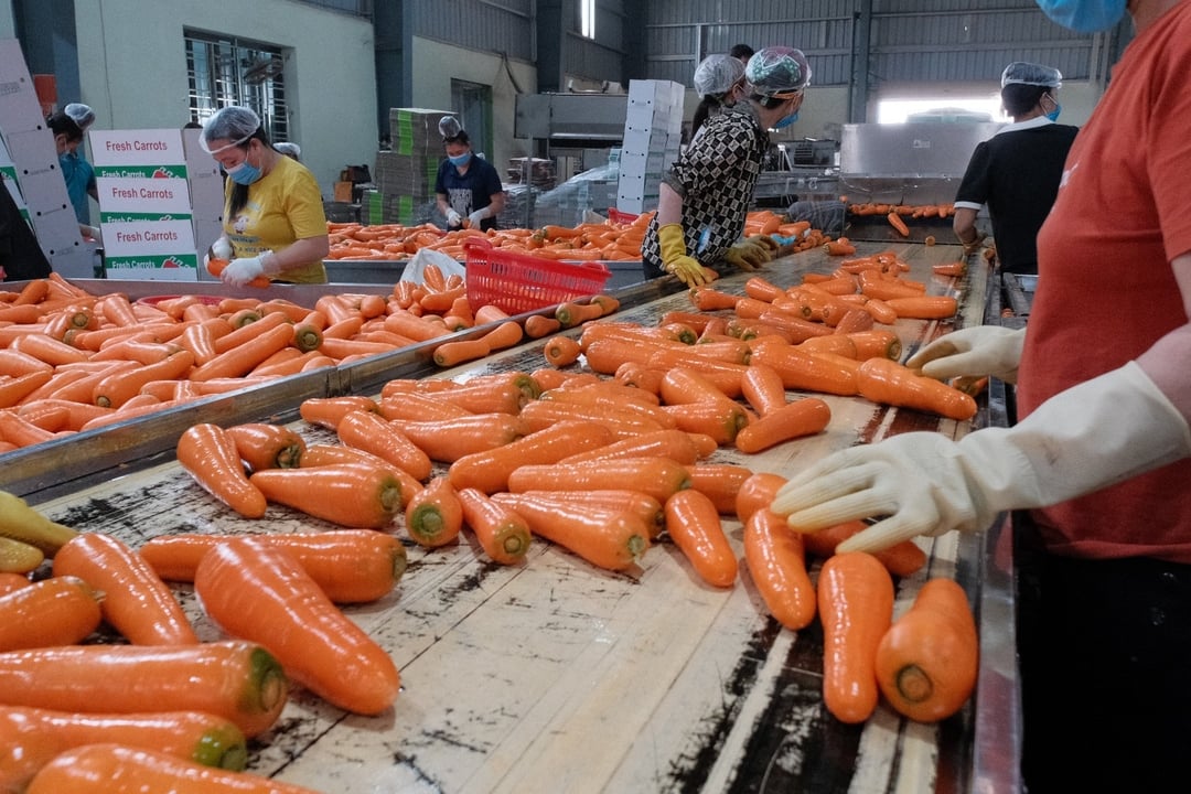 Duc Chinh carrots are processed and stored in a facility supported and upgraded by MAFRA. Photo: Quynh Chi.