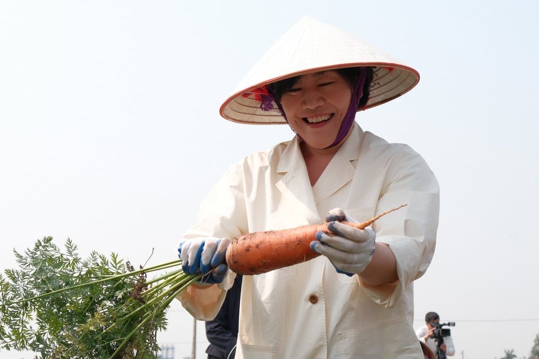 Bộ trưởng Song Miryung xuống ruộng cùng bà con Đức Chính, Hải Dương thu hoạch cà rốt. Ảnh: Quỳnh Chi. 