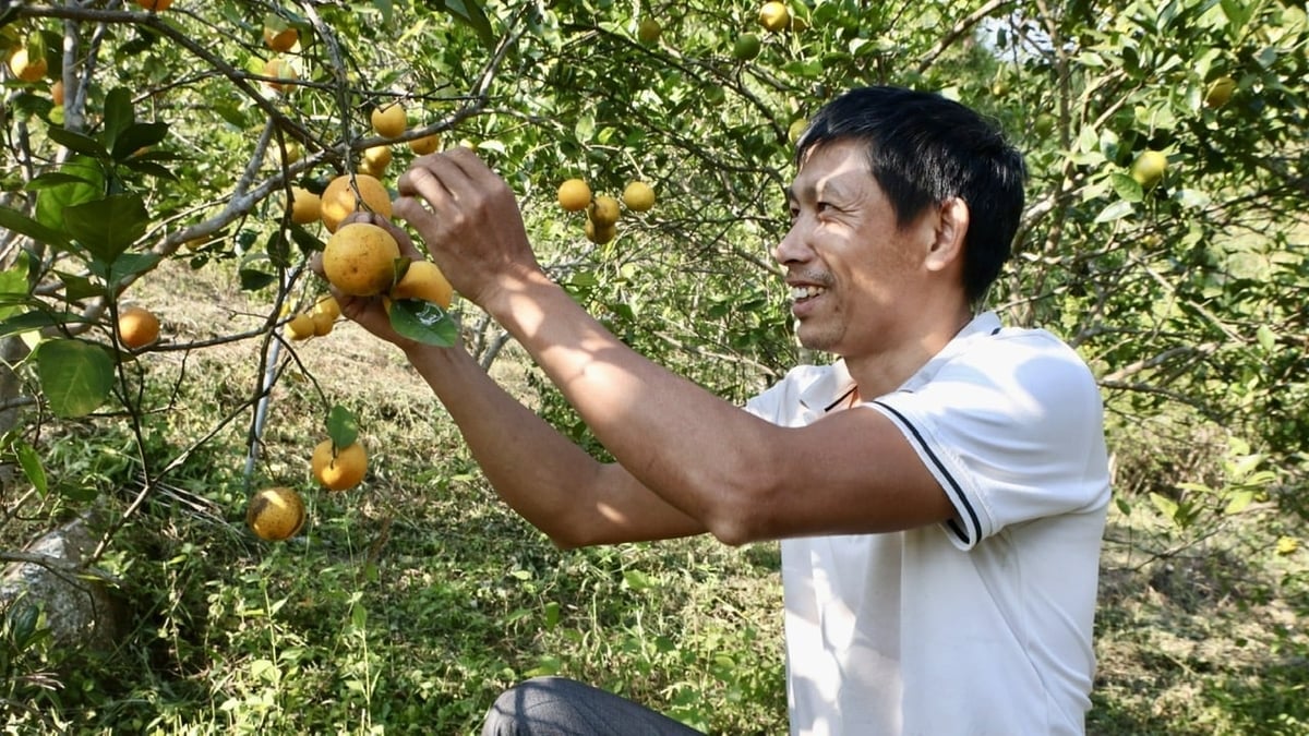 Mr. Tran Danh Dai is happy with the bunches of oranges full of fruit. Photo: Thanh Phuong.