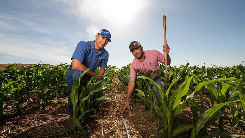 Sustainable Conservation and farmer with installed MSDI drip tape on a silage corn field. Photo Credit: Paolo Vescia.