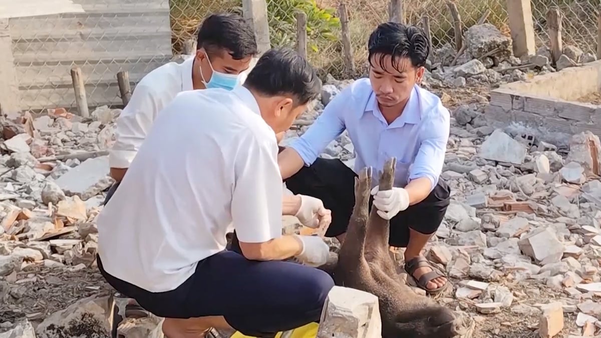 Lực lượng thú y đang lấy mẫu xét nghiệm trên cá thể lợn có các triệu chứng bệnh, nghi mắc bệnh tả lợn châu Phi. Ảnh: LB.