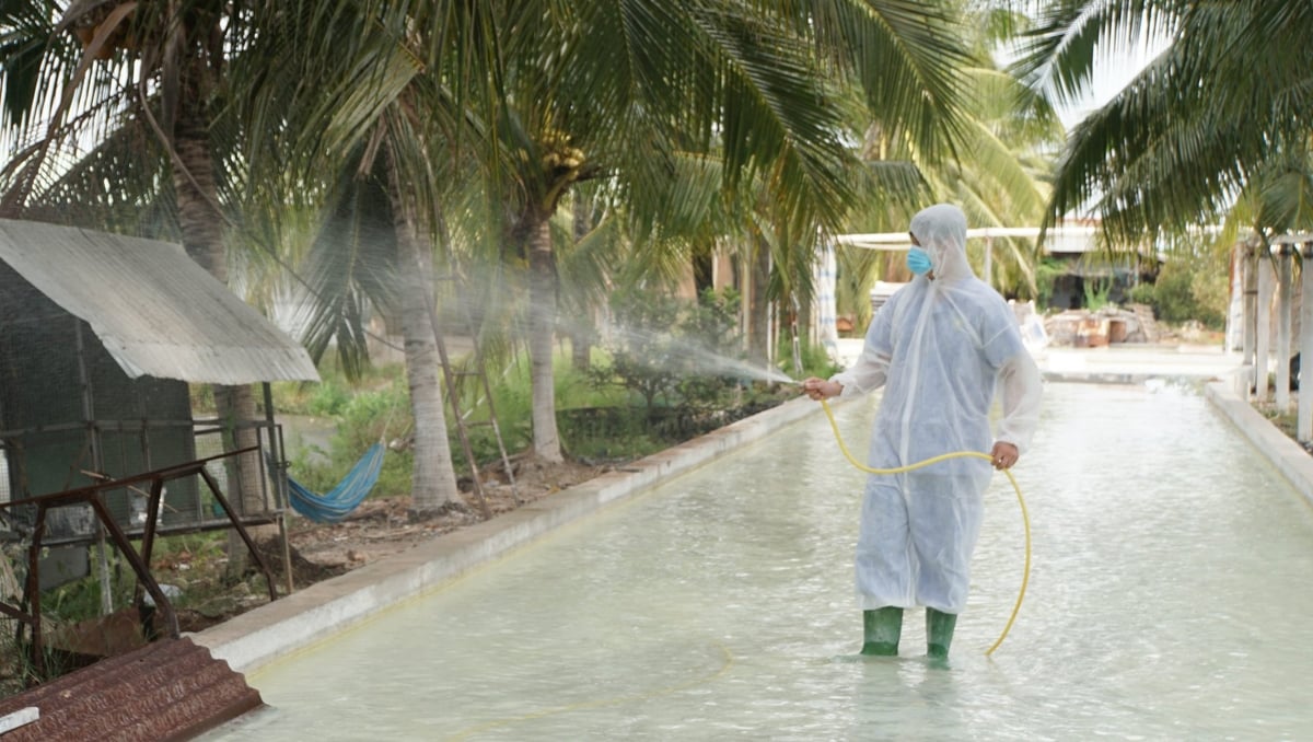 Sở Nông nghiệp và Môi trường Long An chỉ đạo lực lượng thú y nhanh chóng tiêu độc khử trùng, khoanh vùng để dịch không phát tán, lây lan. Ảnh: Lê Bình.