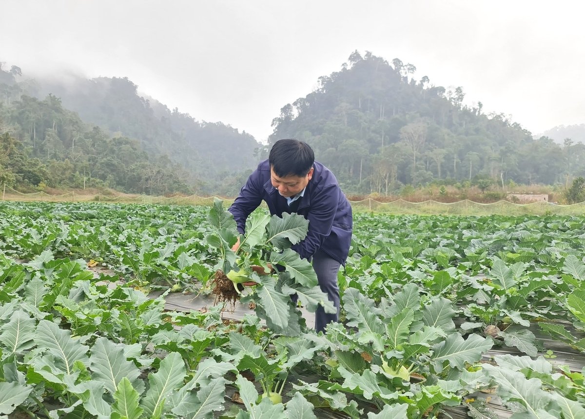 Vườn rau đạt tiêu chuẩn hữu cơ của HTX Nông nghiệp và Dịch vụ Tâm Hương. Ảnh: Đào Thanh.