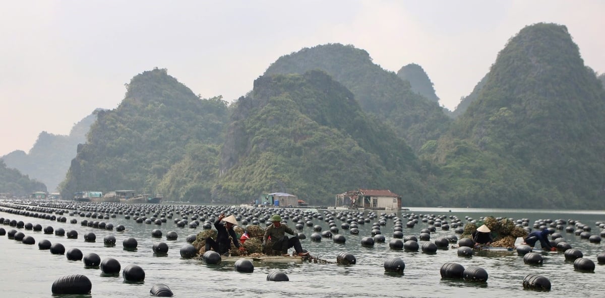 Quang Ninh has the potential for aquaculture and exploiting aquatic and seafood products with over 60,000 ha of water surface. Photo: Nguyen Thanh.