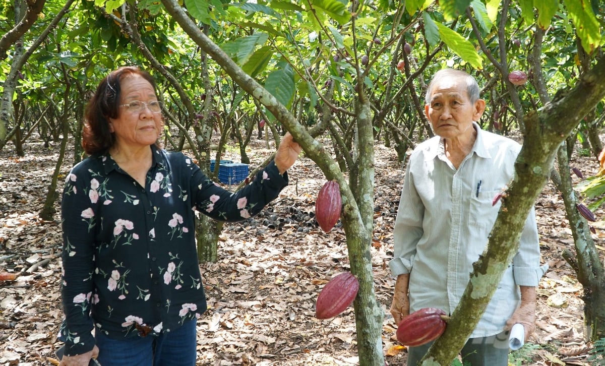 Bà Nguyễn Thị Chim Lang (trái) cho biết, doanh nghiệp đang mở rộng diện tích trồng ca cao với tiêu chuẩn hữu cơ quốc tế để xuất khẩu. Ảnh: Lê Bình.