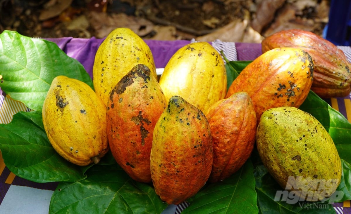 Prices of fresh cocoa and dried cocoa in Ba Ria - Vung Tau are unprecedented. Photo: Le Binh.