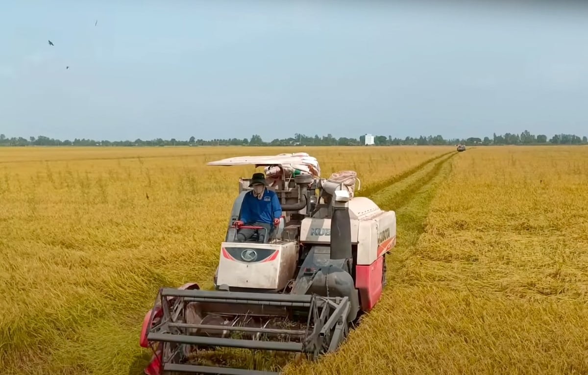 Farmers in Long An harvest the winter-spring rice crop. Photo: Son Trang.