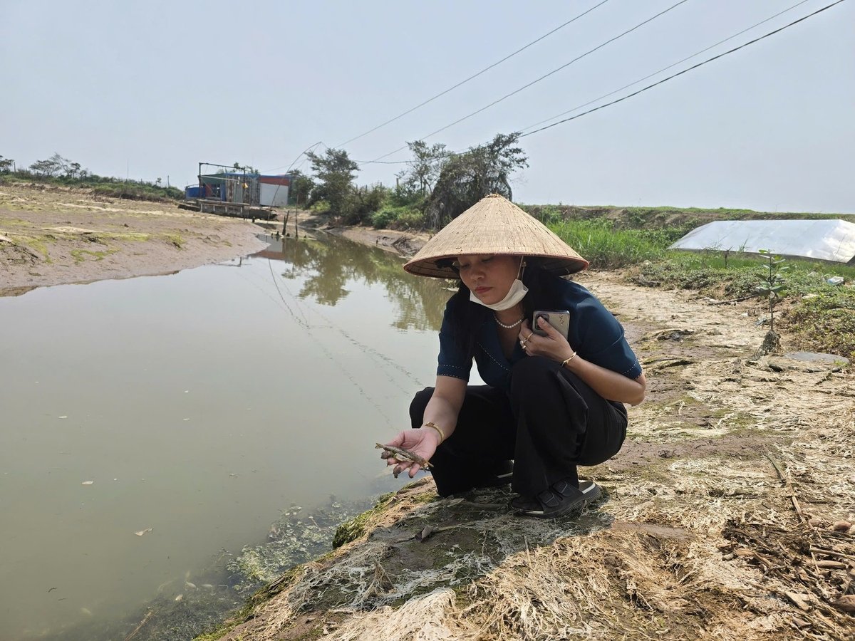 Chị Nguyễn Thị Hà đượm buồn nhặt những con tôm rảo, giải thích nguyên nhân chúng bị chết do mặn. Ảnh: Đinh Mười.