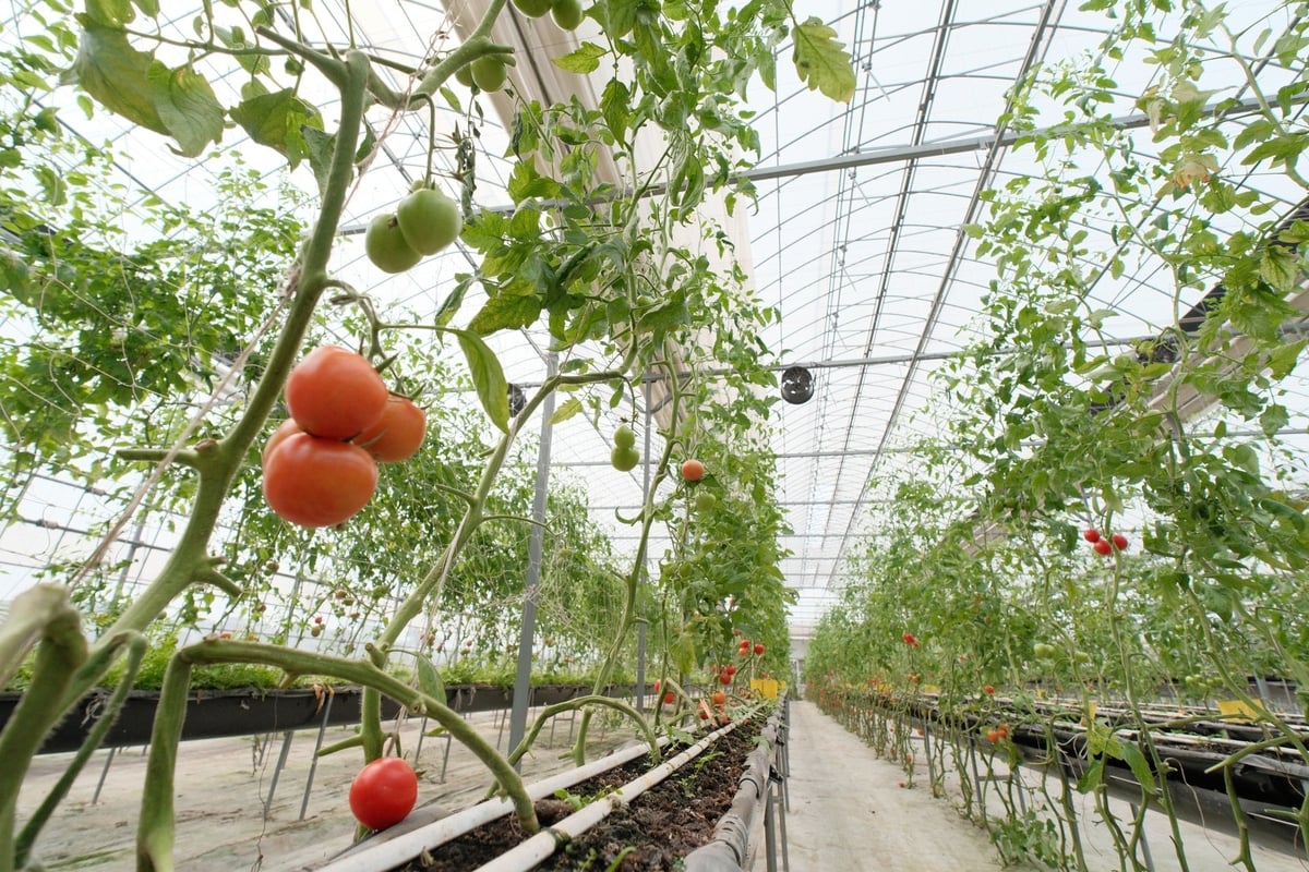 The Vietnam - Korea Smart Farm serves as a training center for enhancing the capacity to manage and operate smart farms. Photo: Hung Khang.