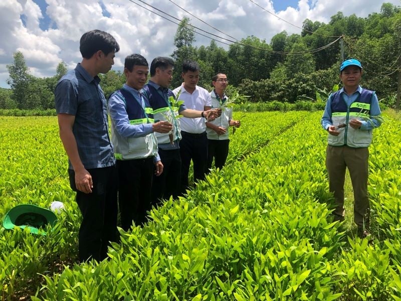 Giám đốc Lê Quốc Thanh tham quan mô hình vườn ươm cây lâm nghiệp tại xã Vĩnh Hà, huyện Vĩnh Linh, tỉnh Quảng Trị. Ảnh: NNVN.