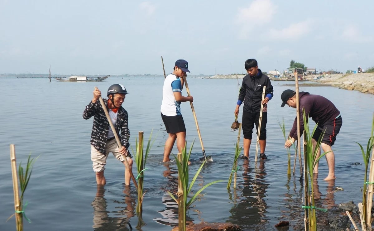 The community participates in planting nipa palm at the boat dock of Phu Hai Commune, Phu Vang District. Photo: Van Dinh.