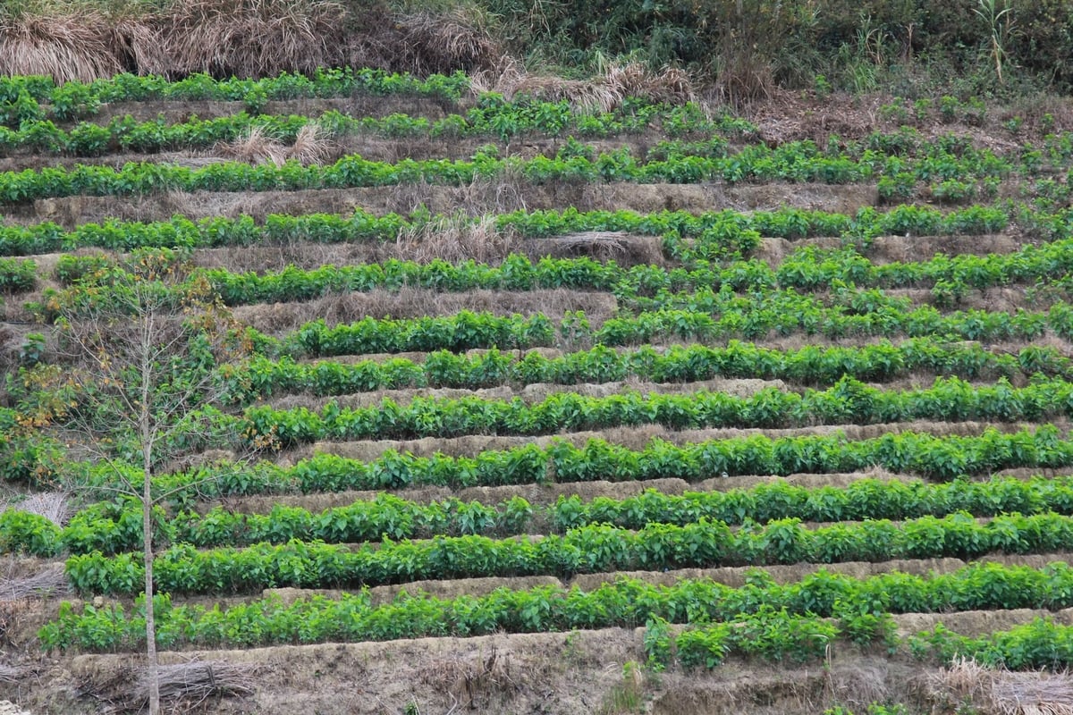 Ở xã Cô Ba, huyện Bảo Lạc đã phát triển hơn 200ha dâu tằm trên sườn núi và ruộng bậc thang. Ảnh: Thanh Tiến.