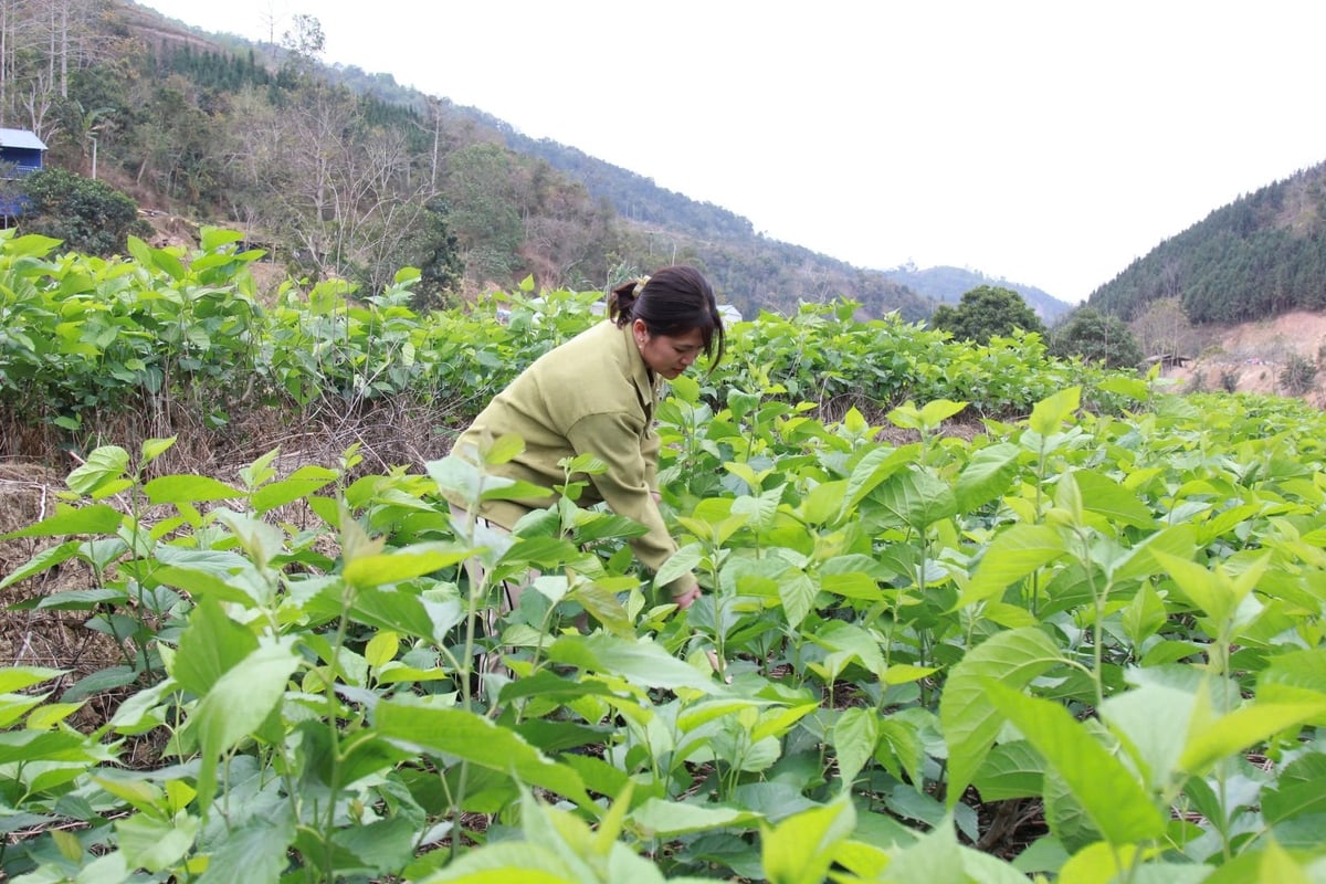 Những thửa ruộng có thể dẫn nguồn nước từ khe núi xuống cây dâu phát triển rất tốt. Ảnh: Thanh Tiến.