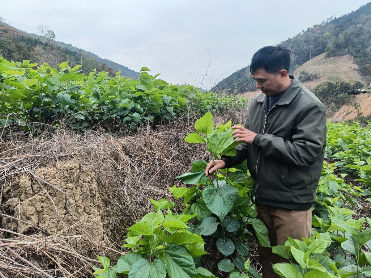 Cây dâu tằm đang góp phần giảm nghèo bền vững cho người dân địa phương. Ảnh: Thanh Tiến.