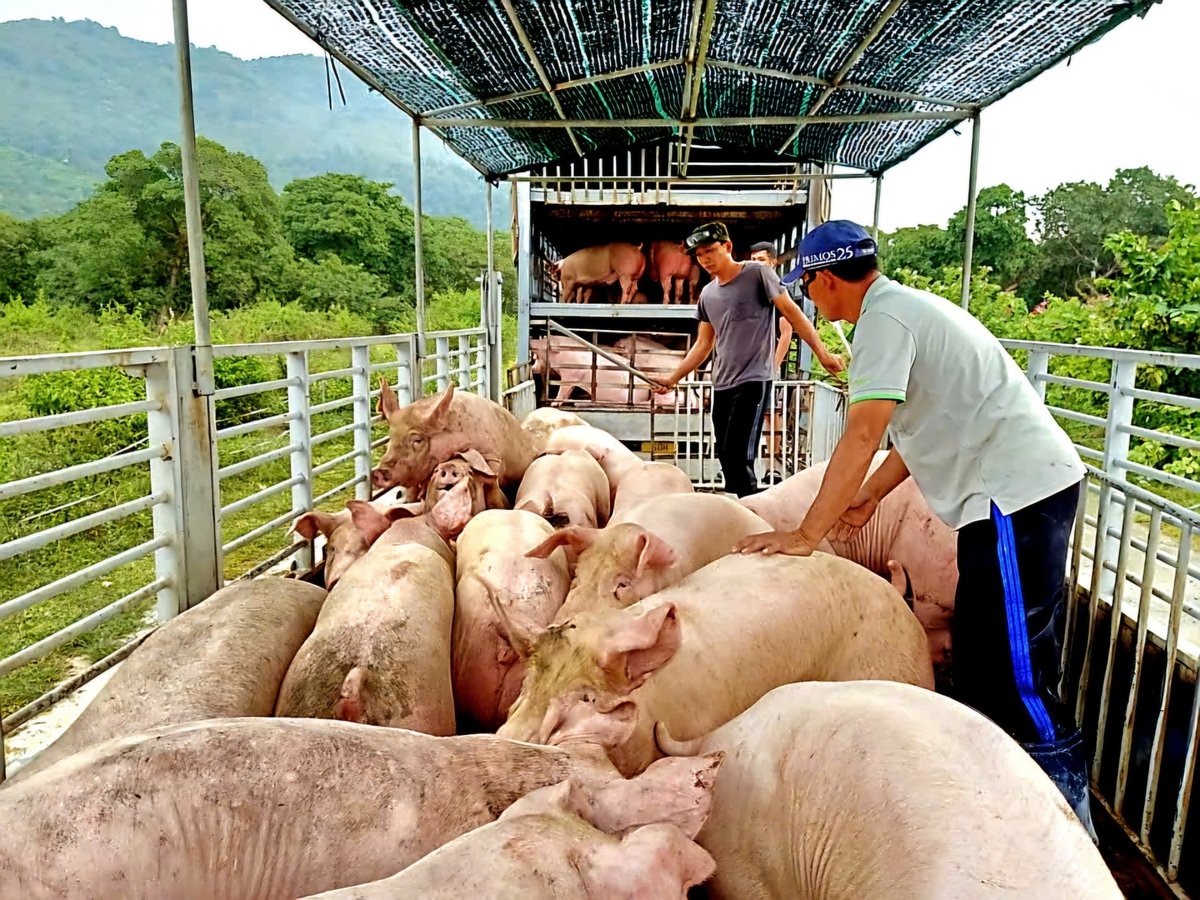 Nếu người nuôi đua nhau tái đàn, tăng đàn trong thời điểm này thì rất dễ đội giá thành, nhất là nhiều rủi ro về dịch bệnh. Ảnh: Nguyễn Thủy.