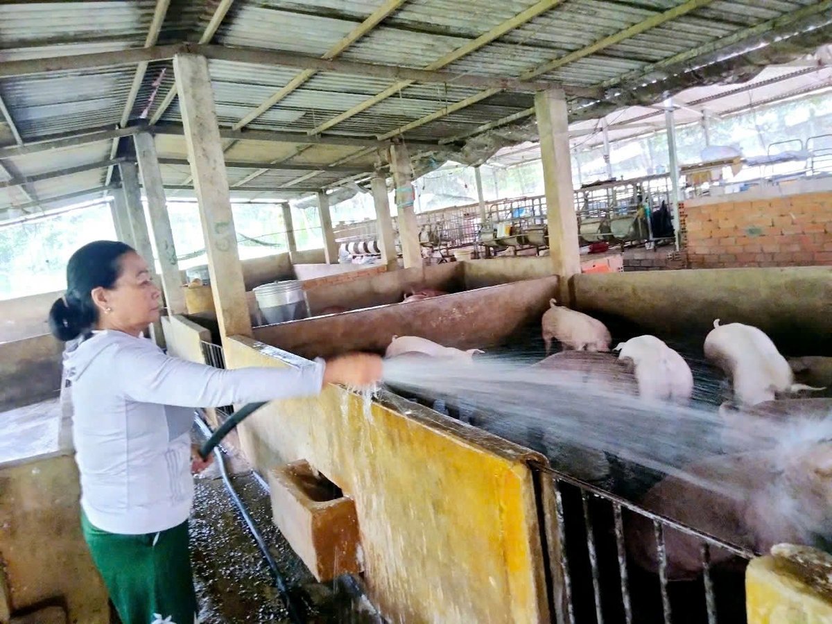 Các thành viên trong Tổ hợp tác chăn nuôi heo VietGAHP, xã Xuân Trường, huyện Xuân Lộc (Đồng Nai) đang duy trì đàn heo thịt trong thời 'sốt giá'. Ảnh: Nguyễn Thủy. 