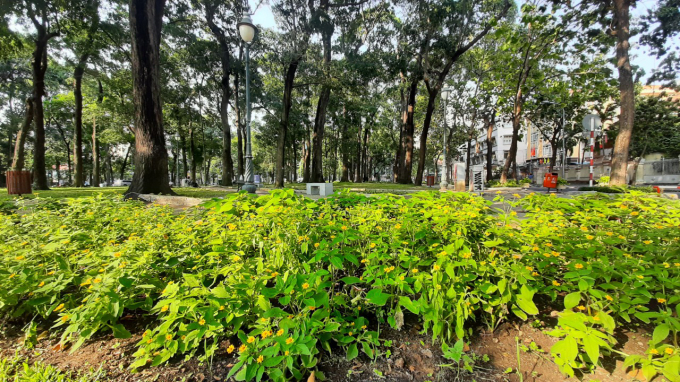 Công viên 30-4 (Quận 1) nơi sinh hoạt, thể dục thể thao của cư dân trung tâm Sài Gòn không một bóng người, chỉ còn nhìn thấy những gốc cây cổ thụ sừng sững xen lẫn hoa thơm.