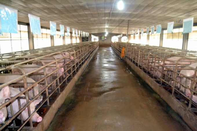 Đàn lợn giống của trại lợn Bình Minh. Ảnh: Trần Trung.