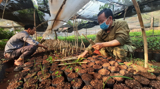 Giống cây lâm nghiệp để trồng rừng phân tán được ươm trồng tại Bù Gia Mập, Bình Phước. Ảnh: Trần Trung.