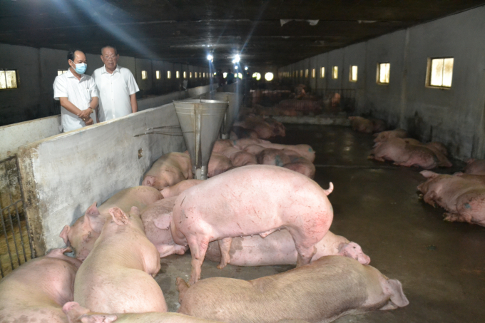 Ông Lê Viết Bình (trái) kiểm tra lô lợn thịt nhập khẩu từ Thái Lan. Ảnh: Trần Trung.