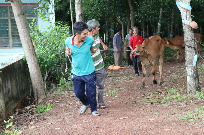 Cần kiểm tra chặt chất lượng bò giống và hướng dẫn chăm sóc bài bản trước khi cấp bò giống cho người dân. Ảnh: Trần Trung.