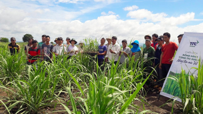 TTC Sugar hướng dẫn và chuyển giao cho nông dân về kỹ thuật mía stump bầu một mắt mầm ngay trên đồng ruộng.