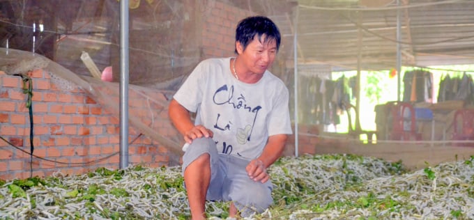 Ông Mai Xuân Doanh hăng say giới thiệu mô hình trồng dâu nuôi tằm của gia đình mình. Ảnh: Trần Trung.
