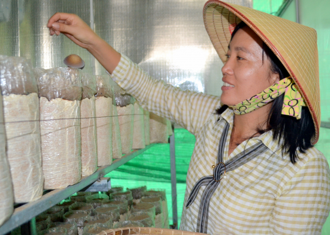 Mô hình trồng nấm hữu cơ của nhà nông Nguyễn Thị Lan ở xã Phước Chỉ, TX.Trảng Bàng. Ảnh: Trần Trung.