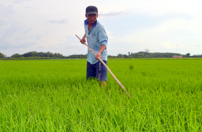 Cánh đồng lúa hữu cơ của HTX nông nghiệp Bầu Đồn huyện Gò Dầu. Ảnh: Trần Trung.