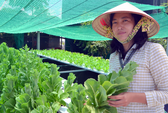 Ngoài sản phẩm chính là cà cuống, rau thủy canh không chỉ giúp cải tạo môi trường mà còn tăng thu nhập đáng kể cho chị Lan. Ảnh: Trần Trung.