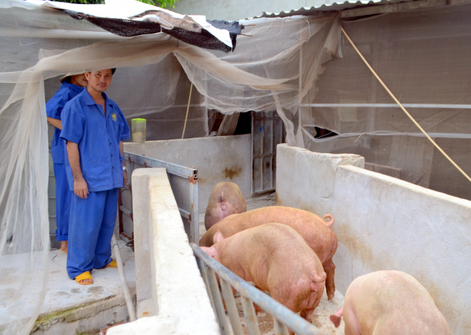 Các hộ chăn nuôi heo tại tỉnh Bình Phước chủ động phòng chống dịch. Ảnh: Trần Trung.
