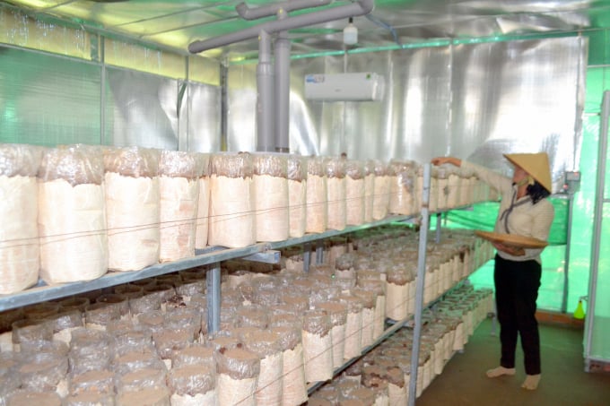 Mô hình trồng nấm, một trong những mô hình nông nghiệp công nghệ cao phát huy hiệu quả kinh tế. Ảnh: Trần Trung.