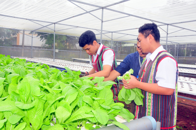 Các em học sinh trường Dân tộc nội trú Bù Gia Mập tổ chức thu hoạch rau sạch. Ảnh: CTV.