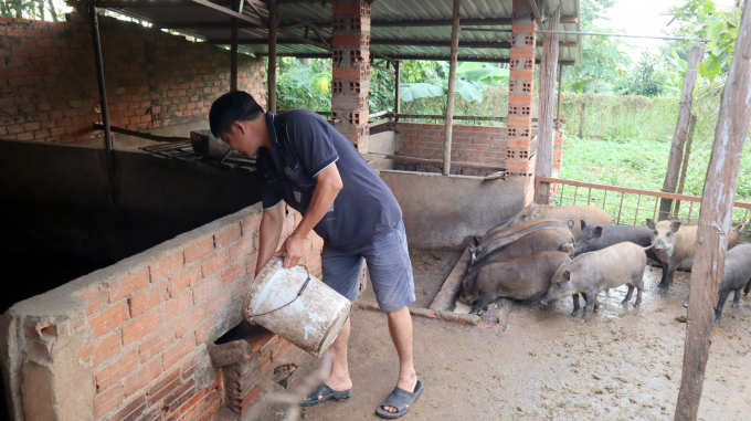 Ông Nguyễn Hữu Phú, thành viên HTX chăm sóc đàn lợn rừng của gia đình. Ảnh: Trần Trung.